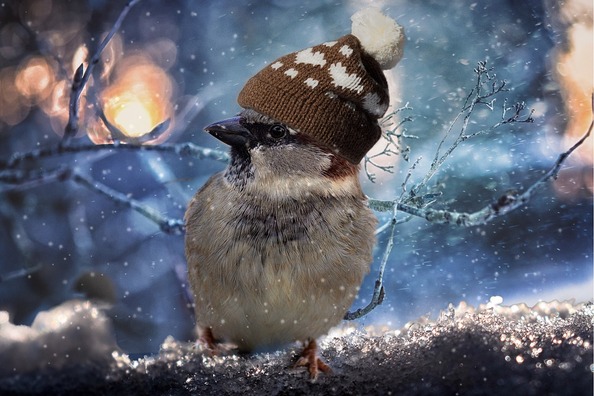 sparrow-2909335_960_720