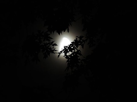moonlight-through-trees-1616303__480