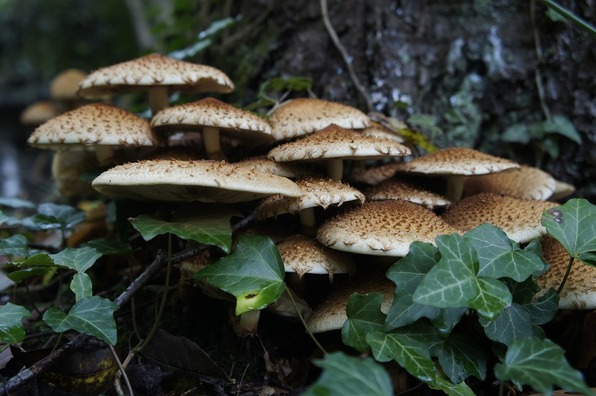 mushrooms-553194_960_720