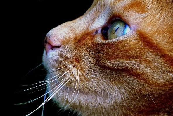 cat-321727_960_720