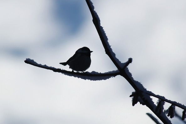bird-437500_960_720