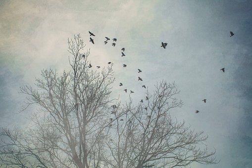 tree-3361331__340