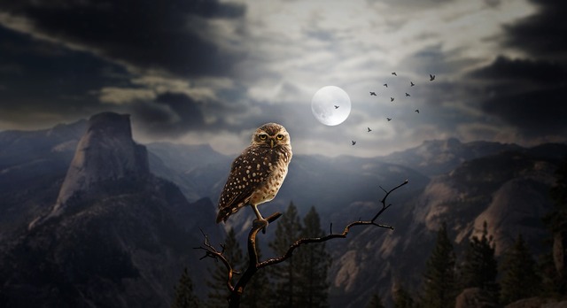 owl-2320703_960_720