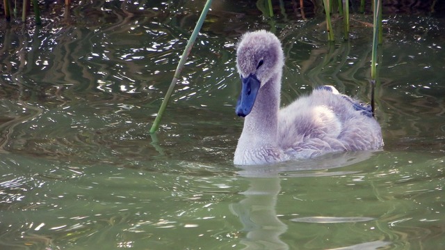 swan-1538395_960_720