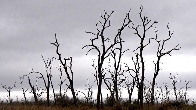 trees-3647755_960_720