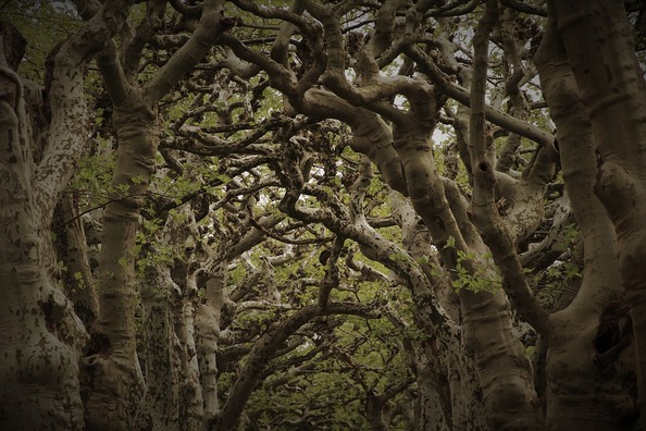 tree-branch-4183861_960_720