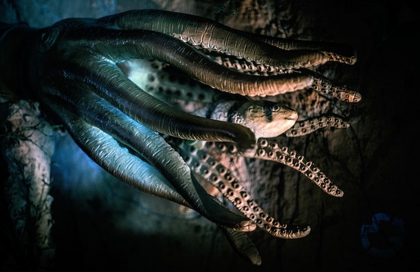 octopus-2745286_960_720