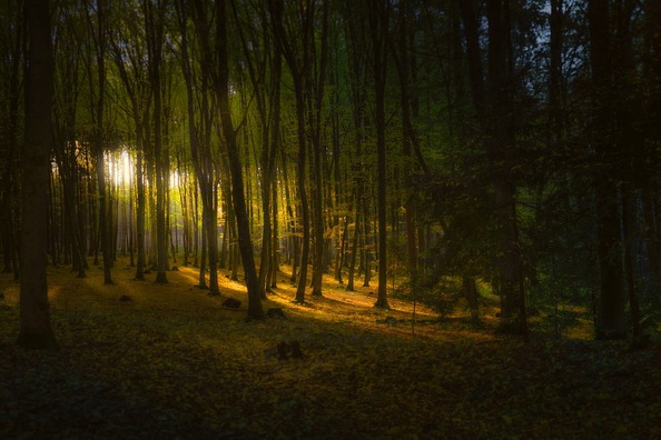 forest-3792929_960_720