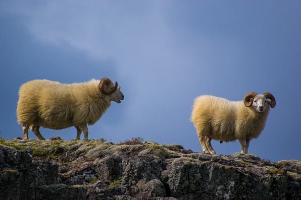 sheeps-919072_960_720