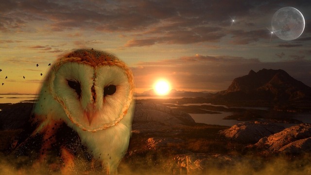 owl-711601_960_720
