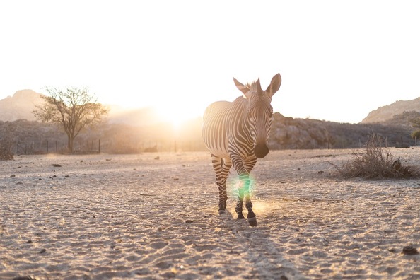 zebra-3758294_960_720