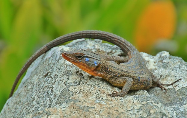 lizard-1628974_960_720