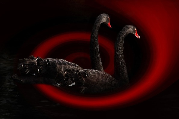 swan-468091_960_720