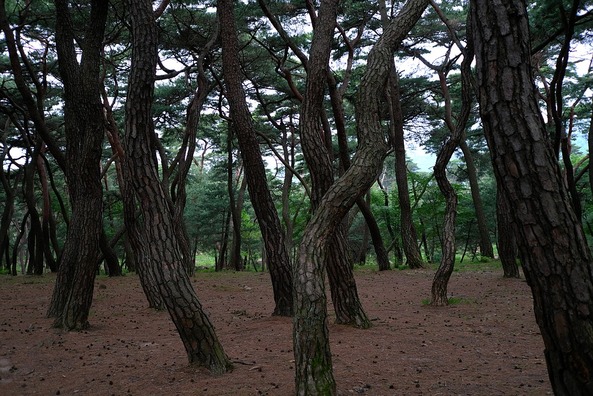 wood-3312209_960_720