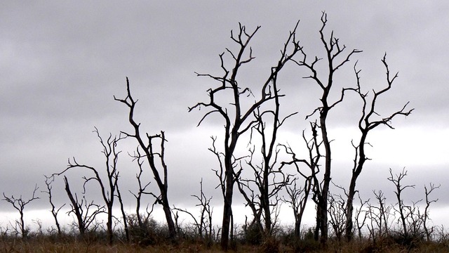trees-3647755_960_720