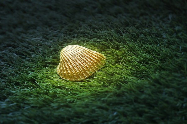 sea-shell-2815521_960_720