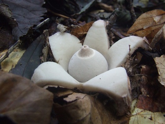 mushroom-473938_960_720