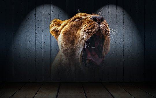 lion-2016163__340