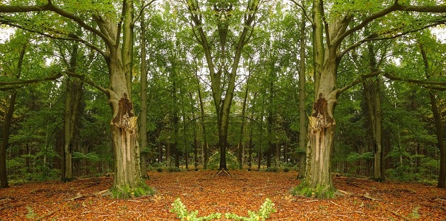 forest-2827372_960_720