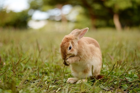 rabbit-3851547_960_720