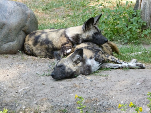 zoo-650117_960_720