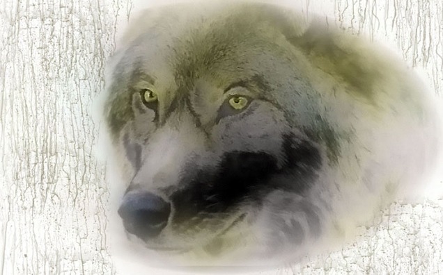 wolf-388419_960_720