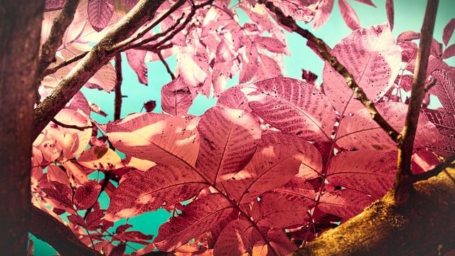 leaves-3735814_960_720