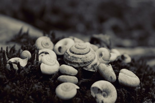nature-926880__480