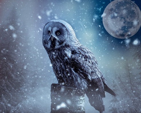 owl-4148446_960_720