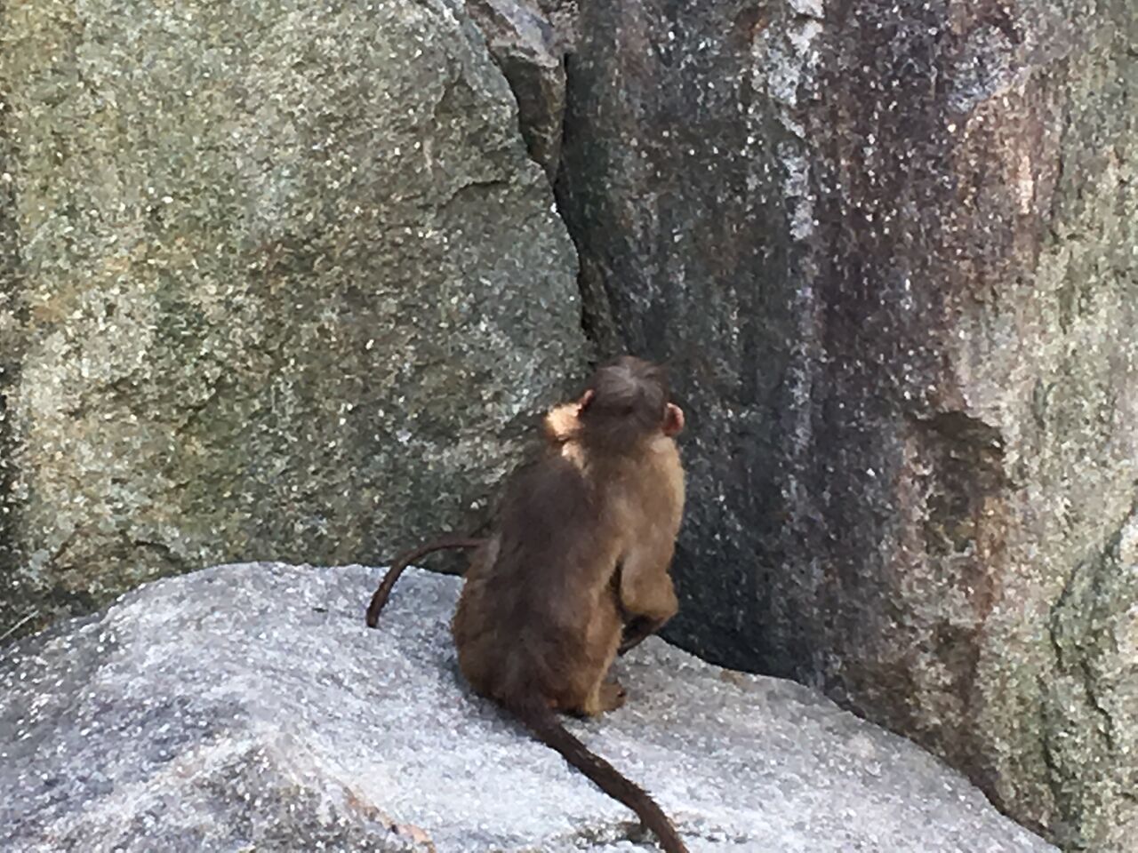 18 秋 ときわ動物園リベンジ 豆八郎の鉄 バス 街並みフォトライブラリー