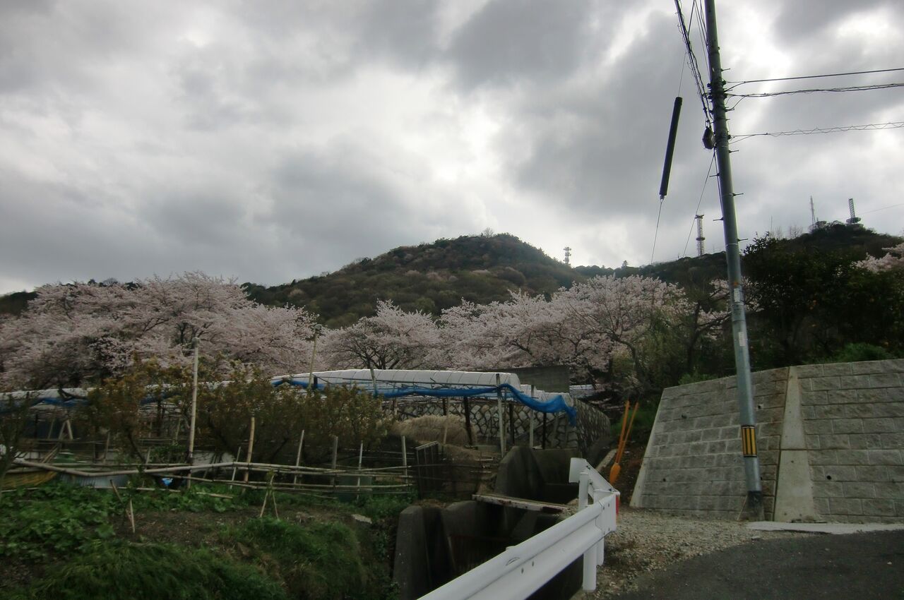桜シーズン 10 常山 岡山駅前編 豆八郎の鉄 バス 街並みフォトライブラリー 桜シーズン 10 常山 岡山駅前編 豆八郎の鉄 バス 街並みフォトライブラリー