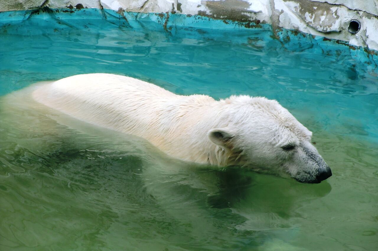 11 夏 名古屋 東山公園編 動物の巻 豆八郎の鉄 バス 街並みフォトライブラリー