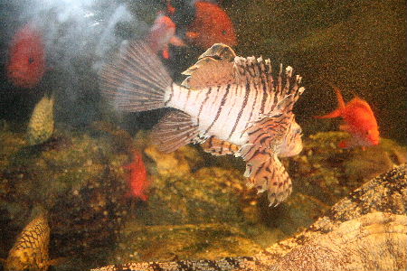 鴨川シーワールド Mani A C Trip