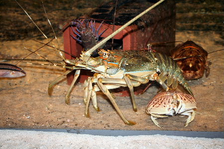 鴨川シーワールド Mani A C Trip