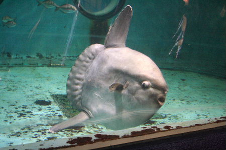 鴨川シーワールド Mani A C Trip