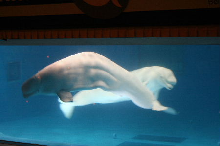 鴨川シーワールド Mani A C Trip