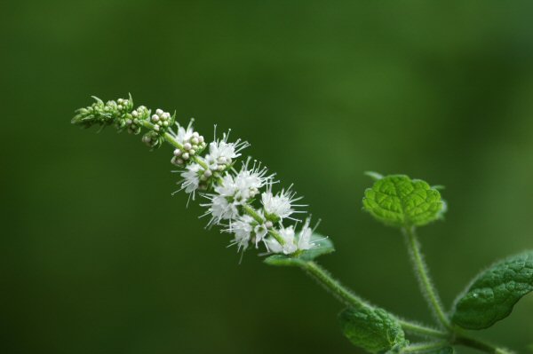 ミントの花言葉 Qualia