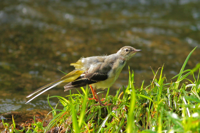 �������쥤��