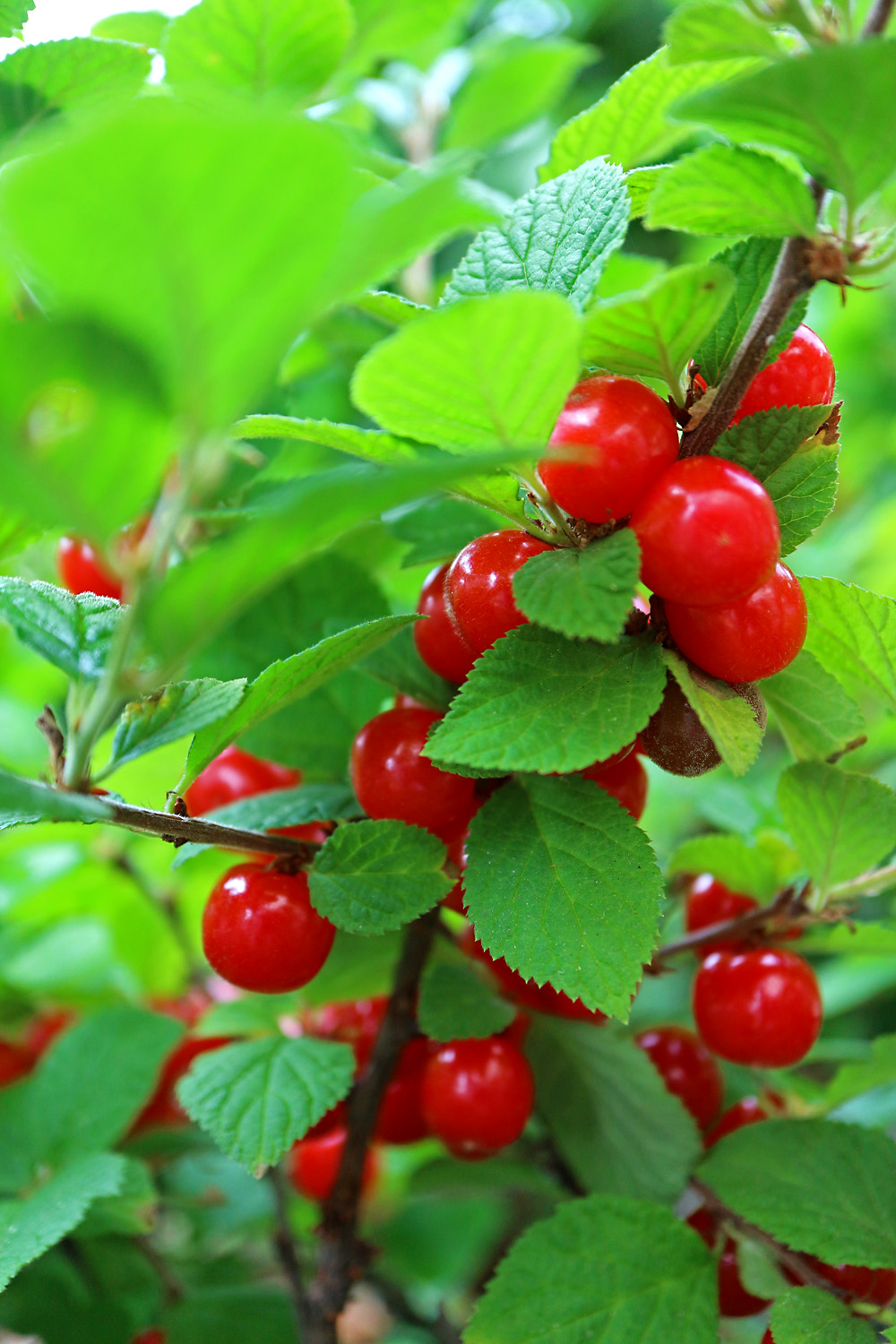 ユスラウメ 呉のメバル師 ユスラウメ 呉のメバル師