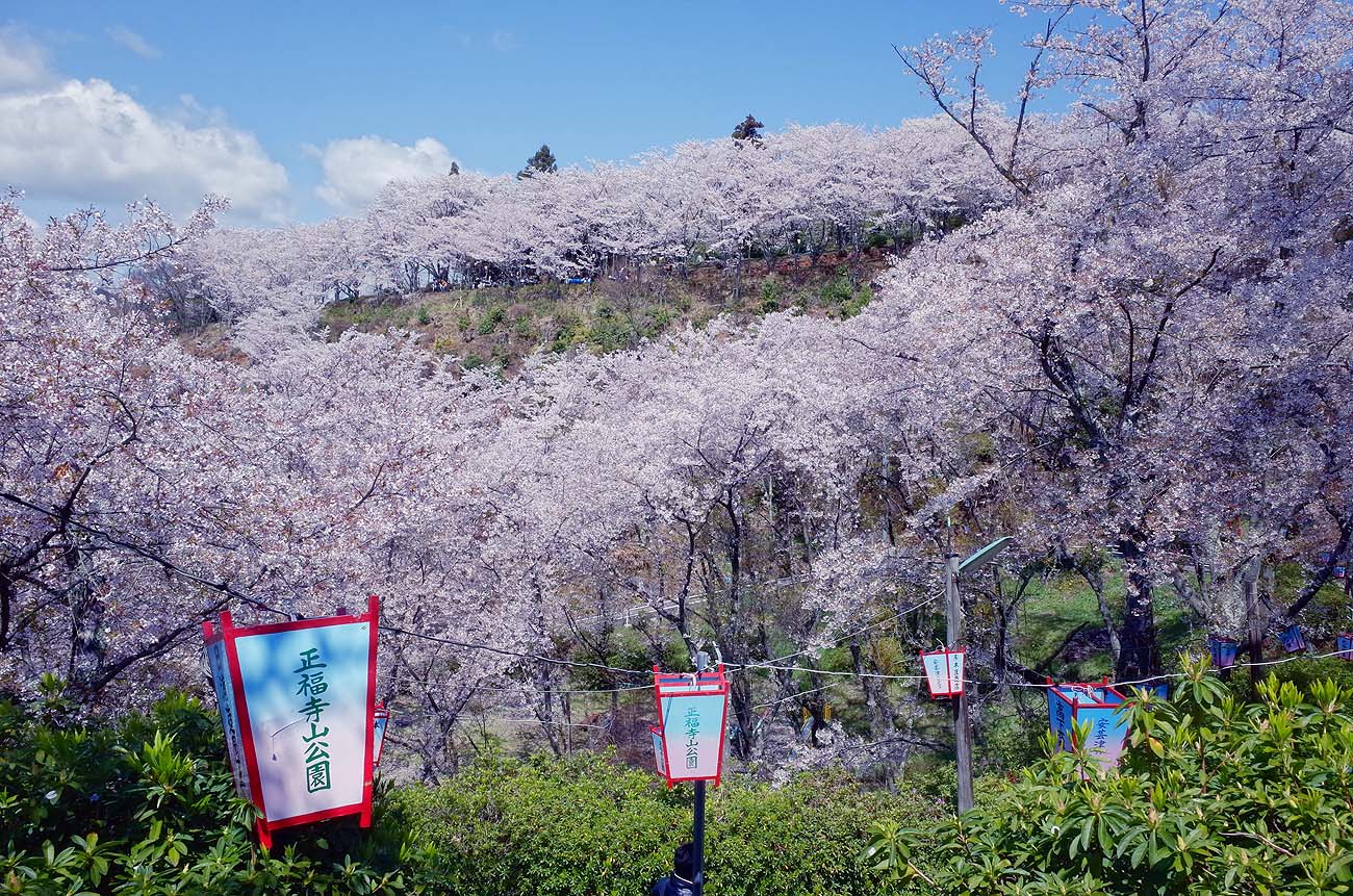 正福寺山公園の桜 呉のメバル師