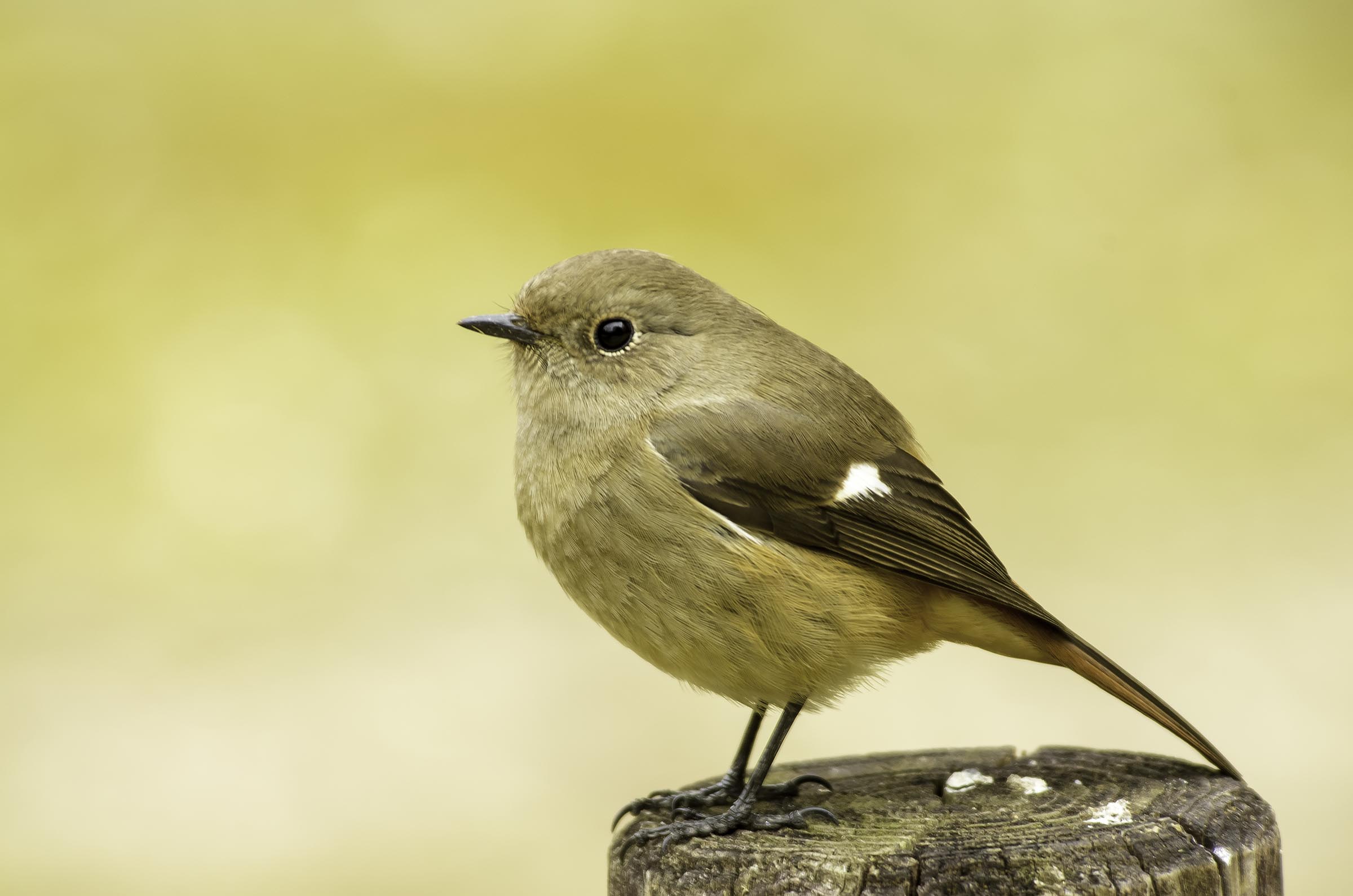 �������祦�ӥ���IMGP9813-Edit