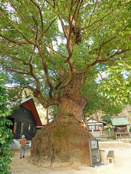 £±£²¥¯¥¹¥Î¥£²PC300543