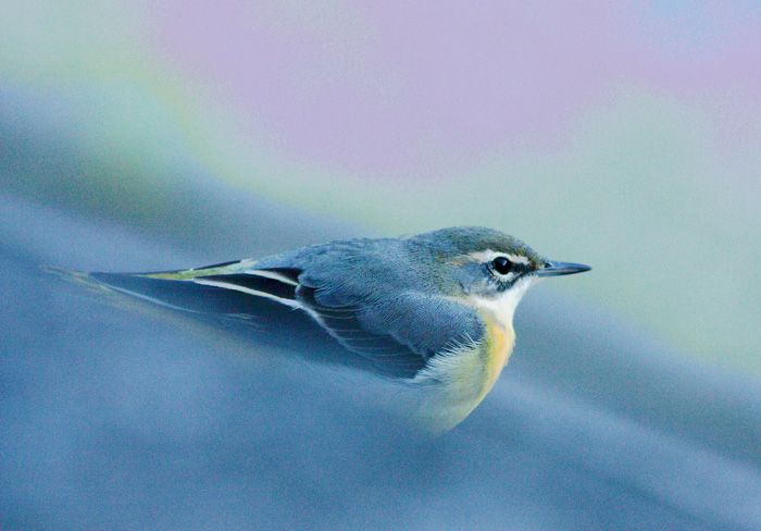 �������쥤
