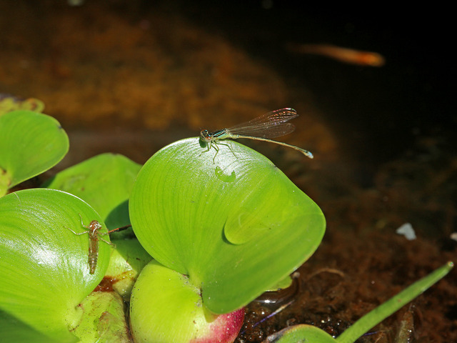 �������ȥȥ�ܱ���IMG_3679