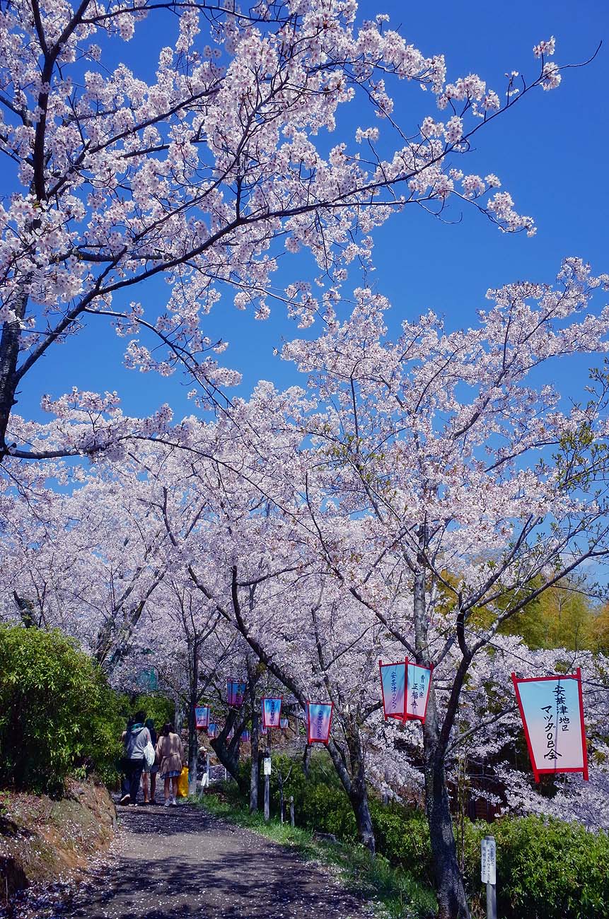 正福寺山公園の桜 呉のメバル師