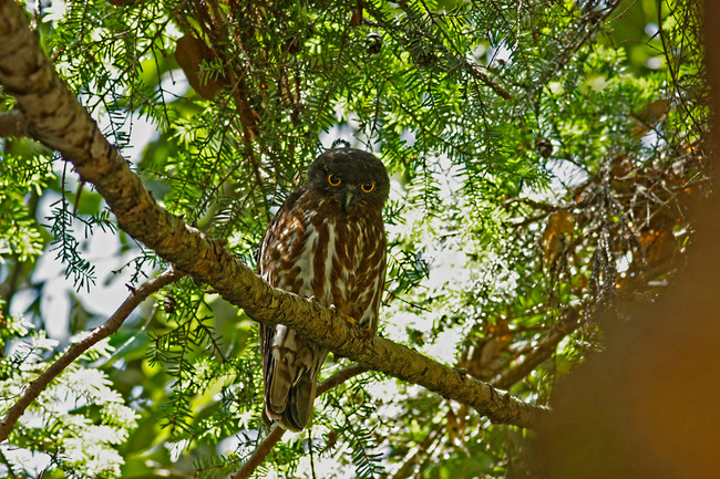 12アオバズクIMG_2630