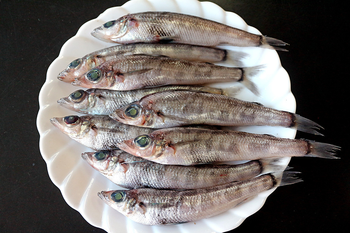 メヒカリ 塩焼き 呉のメバル師