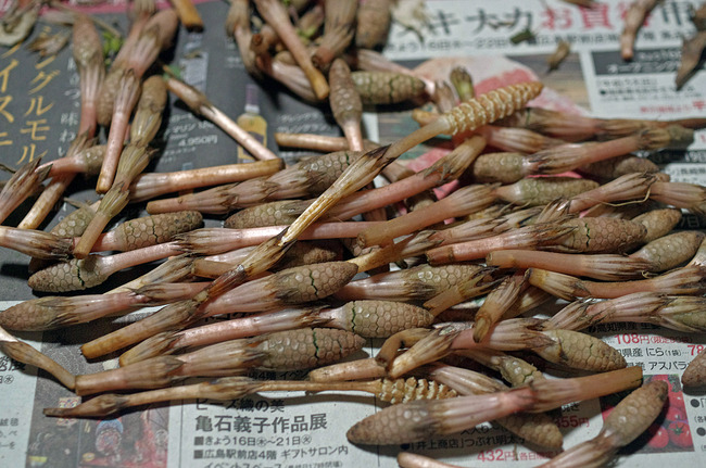 �����Ĥ�����IMGP7500