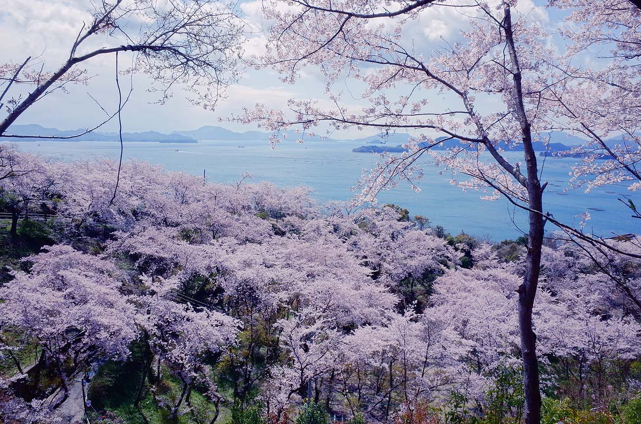 正福寺山公園の桜 呉のメバル師