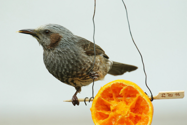 �ͤ��ޥҥ�ɥ�